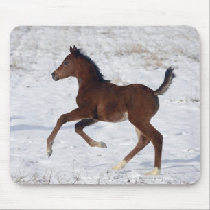 Arab Foal in the Snow Mouse Pad