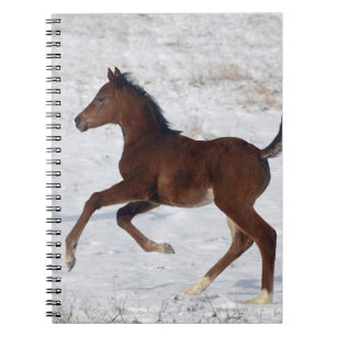 Arab Foal in the Snow Notebook