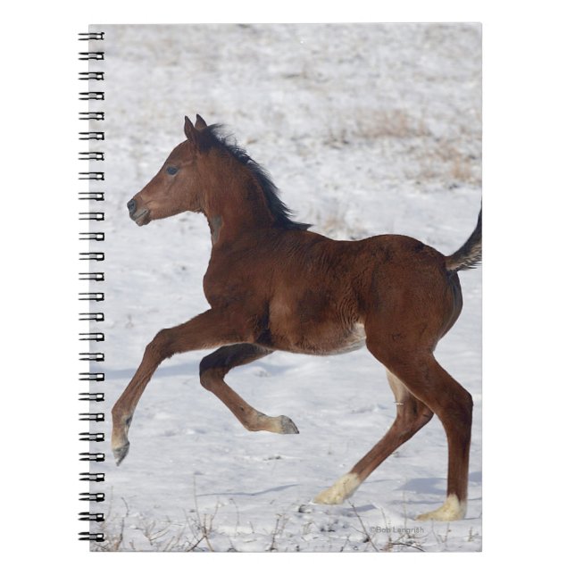 Arab Foal in the Snow Notebook (Front)