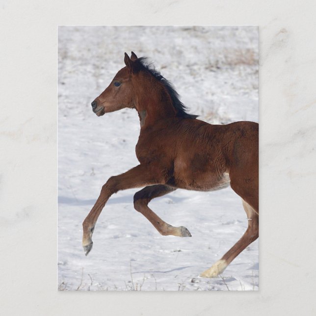 Arab Foal in the Snow Postcard (Front)