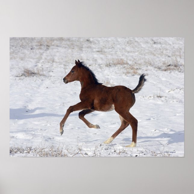 Arab Foal in the Snow Poster (Front)