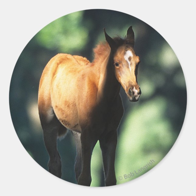 Arab Foal in the Trees Classic Round Sticker (Front)