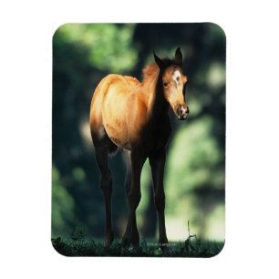 Arab Foal in the Trees Magnet