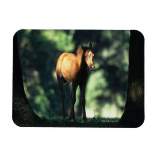 Arab Foal in the Trees Magnet