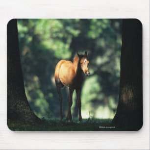 Arab Foal in the Trees Mouse Pad