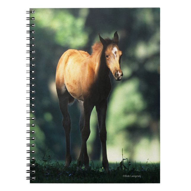 Arab Foal in the Trees Notebook (Front)