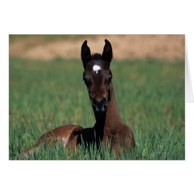 Arab Foal Laying Down (Front Horizontal)