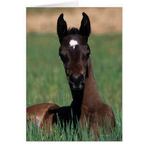 Arab Foal Laying Down
