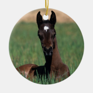 Arab Foal Laying Down Ceramic Tree Decoration