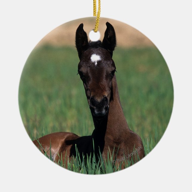 Arab Foal Laying Down Ceramic Tree Decoration (Front)