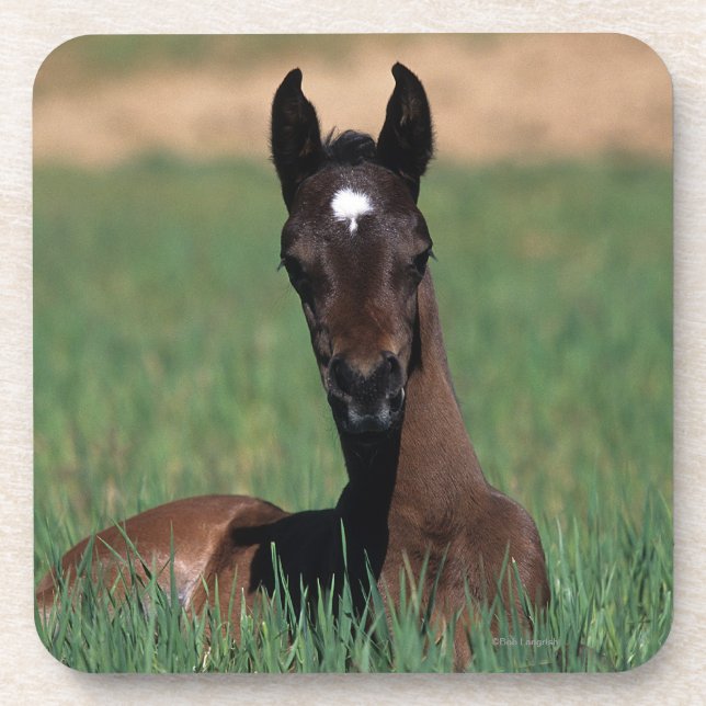 Arab Foal Laying Down Coaster (Front)