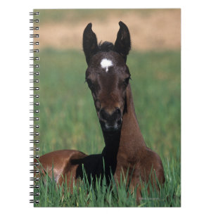 Arab Foal Laying Down Notebook