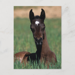 Arab Foal Laying Down Postcard