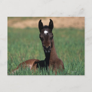 Arab Foal Laying Down Postcard