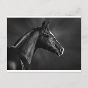 Arab Foal Postcard