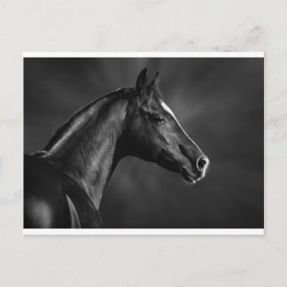 Arab Foal Postcard