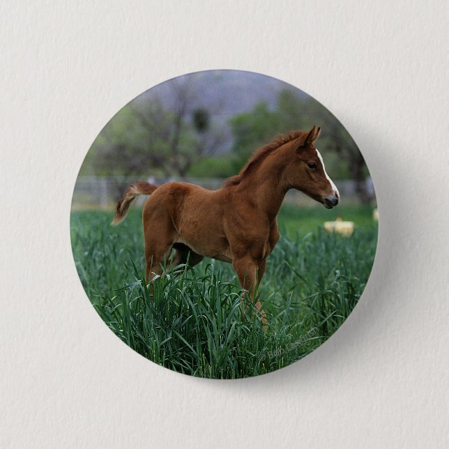 Arab Foal Standing 6 Cm Round Badge (Front)