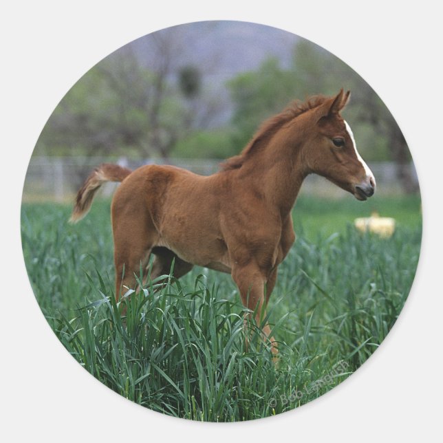 Arab Foal Standing Classic Round Sticker (Front)