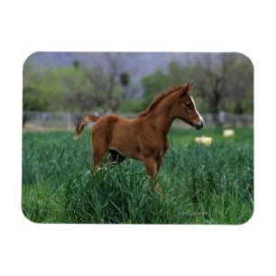 Arab Foal Standing Magnet