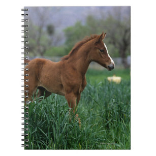 Arab Foal Standing Notebook