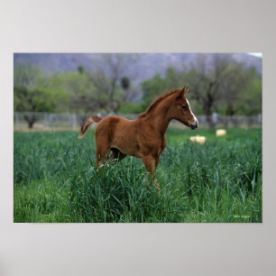 Arab Foal Standing Poster