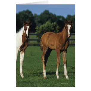 Arab Foals Standing in Grassy Field