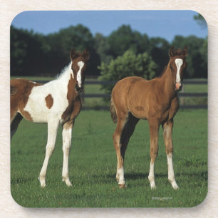 Arab Foals Standing in Grassy Field Coaster