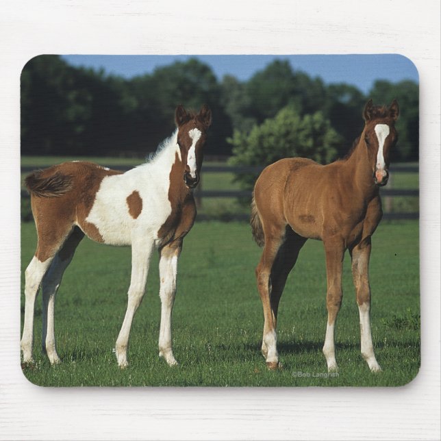 Arab Foals Standing in Grassy Field Mouse Pad (Front)