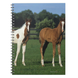 Arab Foals Standing in Grassy Field Notebook