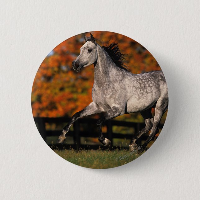 Arab Horse: Autumn 1 6 Cm Round Badge (Front)