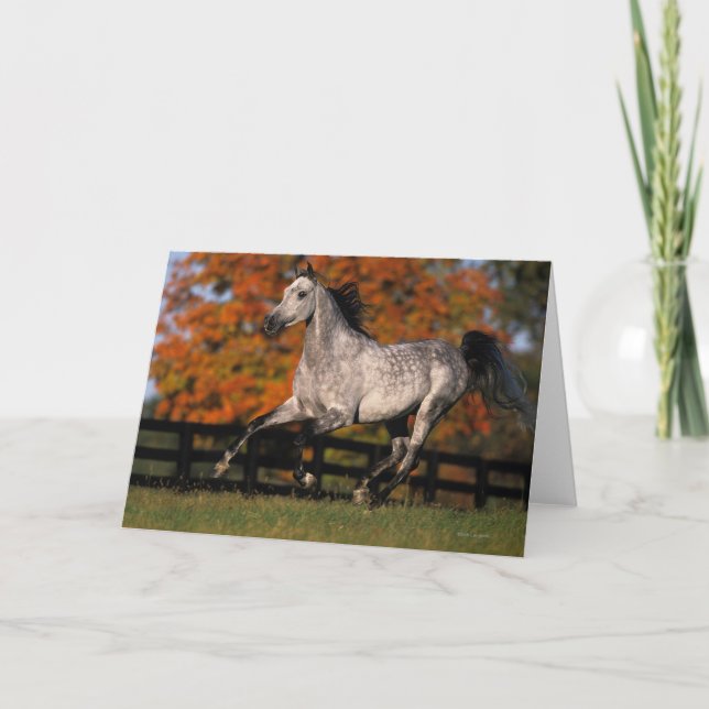 Arab Horse: Autumn 1 Card (Front)