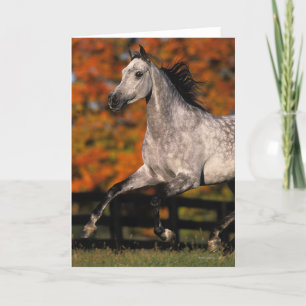 Arab Horse: Autumn 1 Card