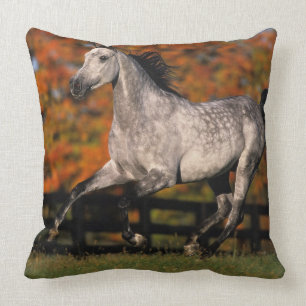 Arab Horse: Autumn 1 Cushion