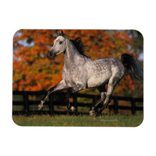 Arab Horse: Autumn 1 Magnet