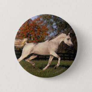 Arab Horse: Autumn 2 6 Cm Round Badge