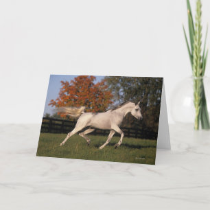 Arab Horse: Autumn 2 Card