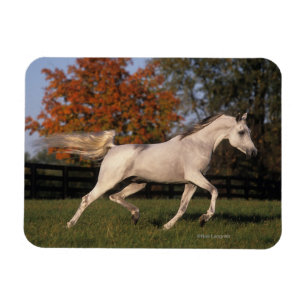 Arab Horse: Autumn 2 Magnet