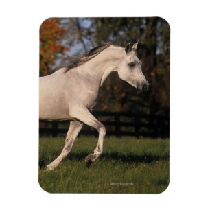 Arab Horse: Autumn 2 Magnet