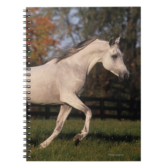 Arab Horse: Autumn 2 Notebook (Front)