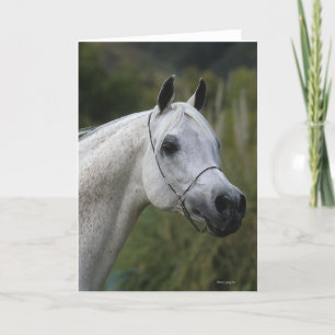Arab Horse Headshot 1 Card
