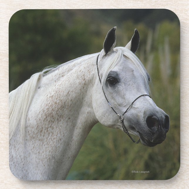 Arab Horse Headshot 1 Coaster (Front)