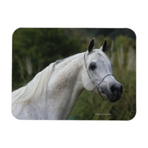 Arab Horse Headshot 1 Magnet