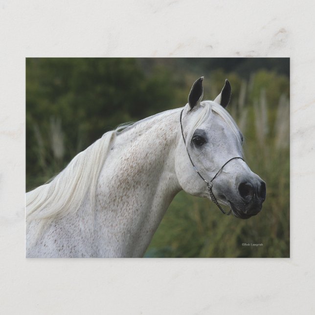 Arab Horse Headshot 1 Postcard (Front)