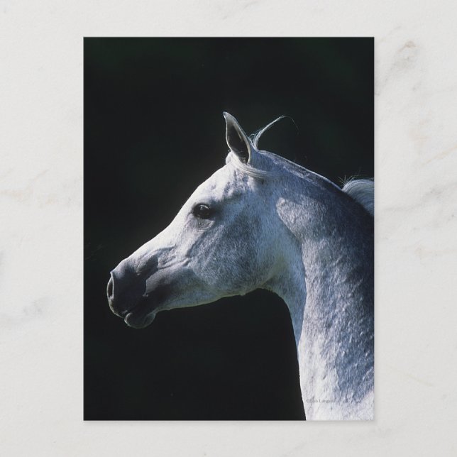 Arab Horse Headshot 2 Postcard (Front)