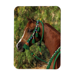 Arab Horse Headshot with Bridle Magnet