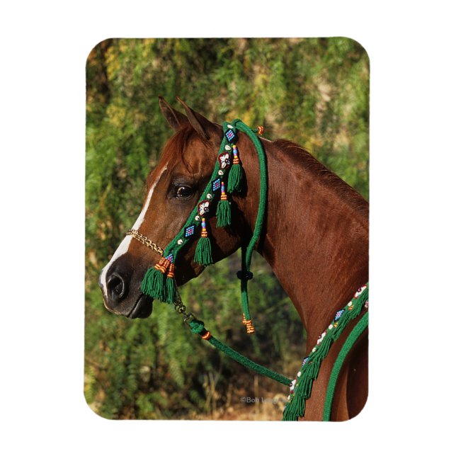 Arab Horse Headshot with Bridle Magnet (Vertical)