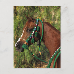 Arab Horse Headshot with Bridle Postcard