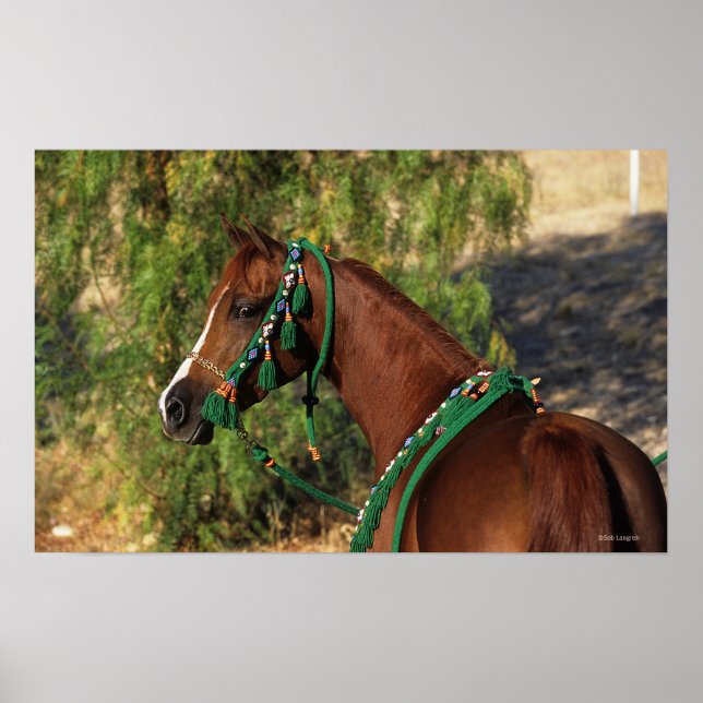 Arab Horse Headshot with Bridle Poster (Front)