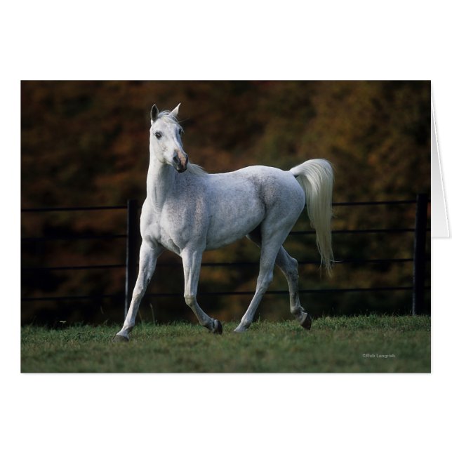 Arab Horse Running 1 (Front Horizontal)