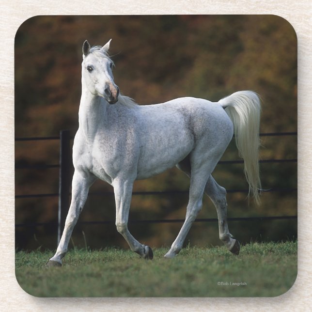 Arab Horse Running 1 Coaster (Front)